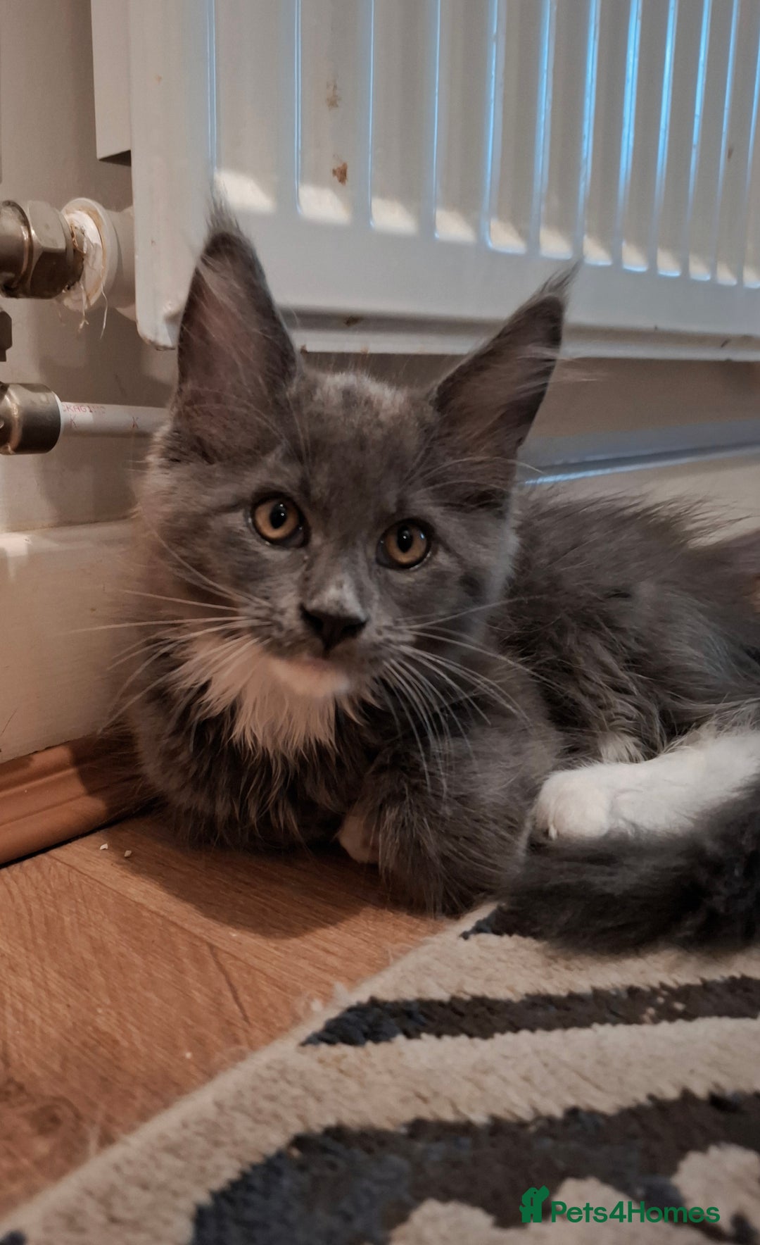 Maine Coon cats for sale: Purebred Maine Coon Kittens–Champion Bloodlines 🐾 - Image 1