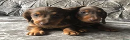 Miniature Dachshund dogs for sale: Miniature long haired dachshund READY NOW - Advert 15