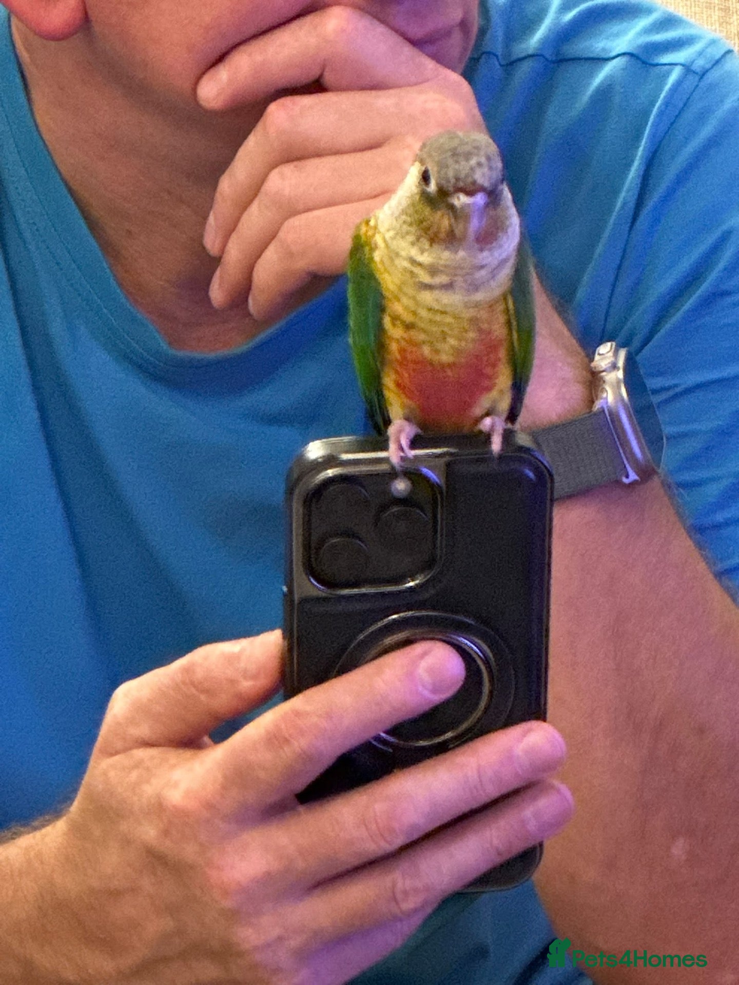 Conures birds for sale: 2 Tamed baby conures for sale  - Advert 2