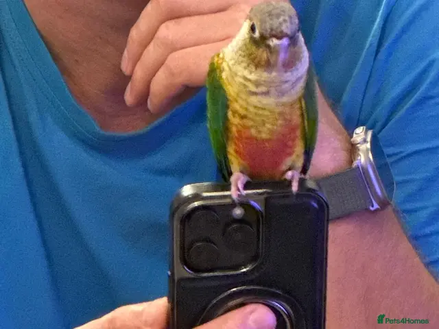 Conures birds for sale: 2 Tamed baby conures for sale - Advert 2