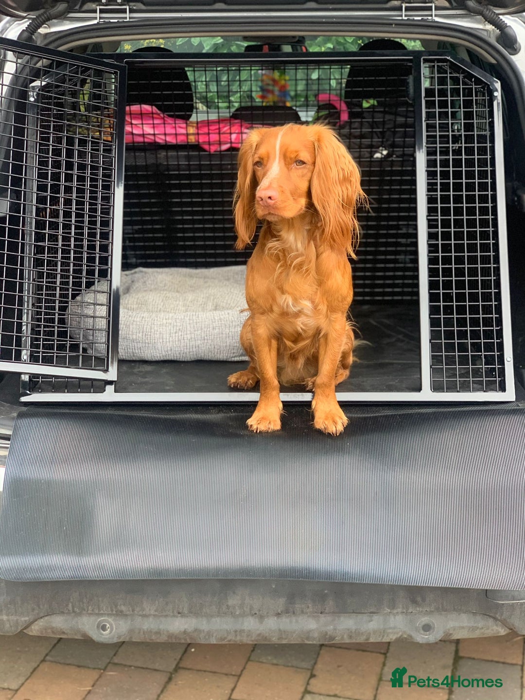 Sprocker dogs for sale: 3 chocolate sprocker males available  - Advert 8