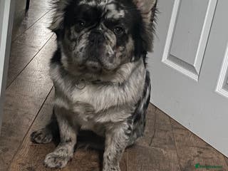 French Bulldog dogs STUD Full Fluffy Visual Merle £400 in Liverpool - Advert 16