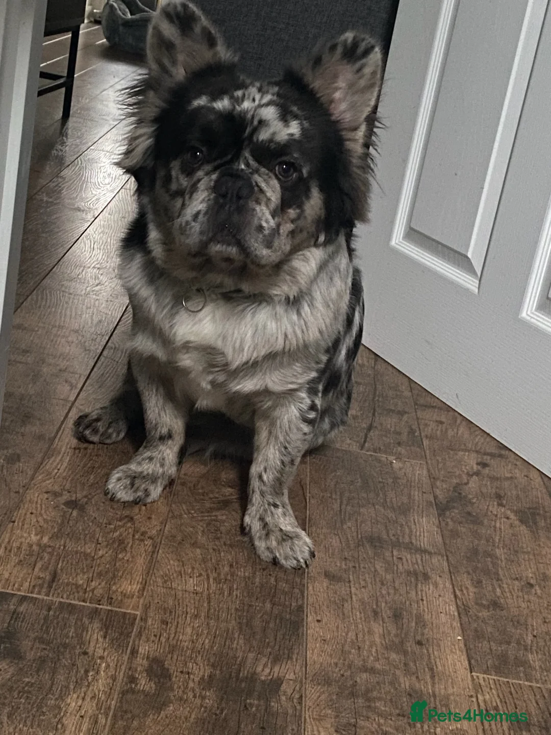 French Bulldog dogs for stud: STUD Full Fluffy Visual Merle £500 all in  in Liverpool - Advert 1