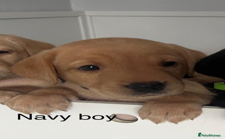 Labrador Retriever dogs - Advert 14