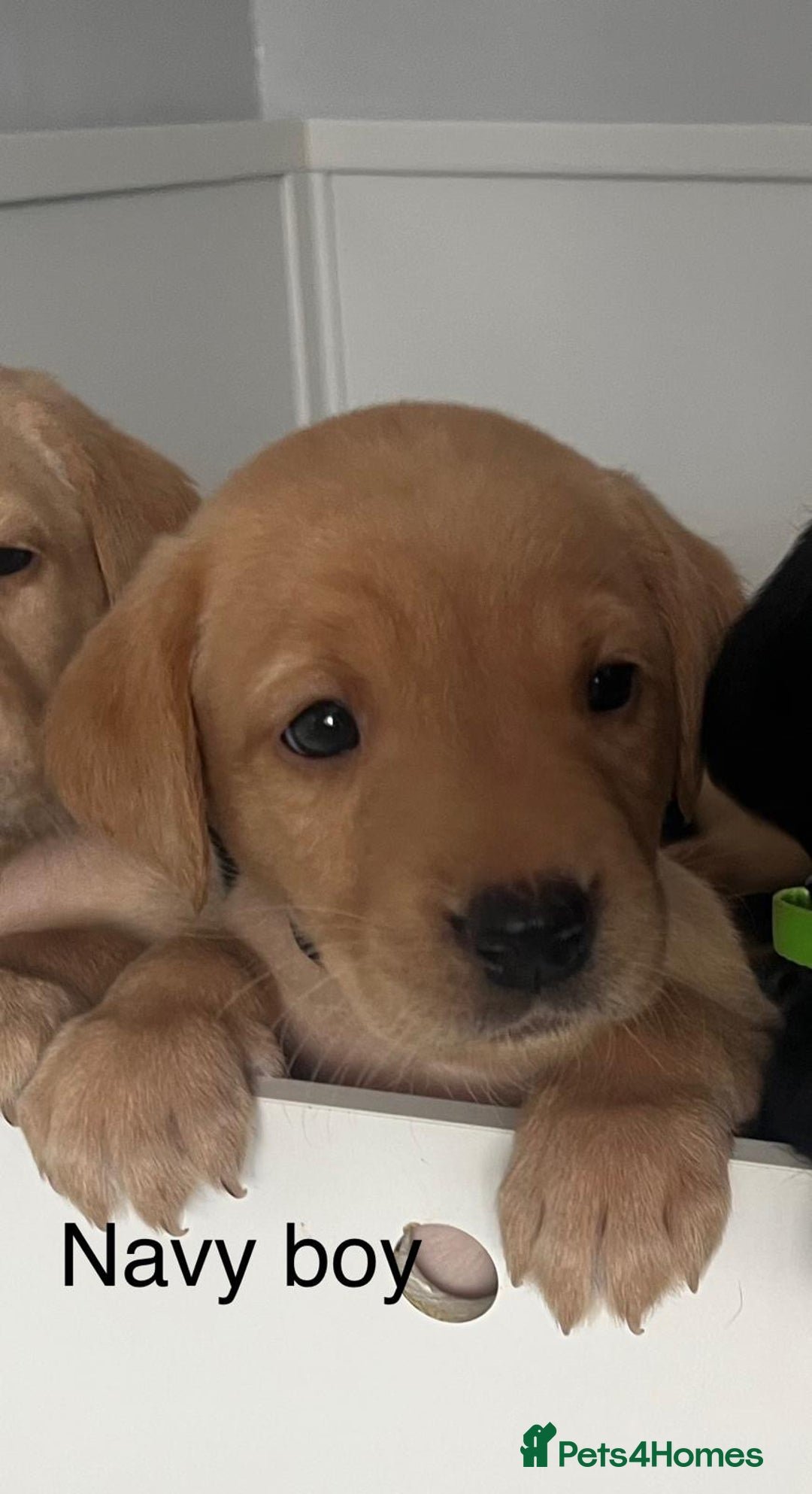 Labrador Retriever dogs for sale: Beautiful KC registered Labrador puppies - Image 1
