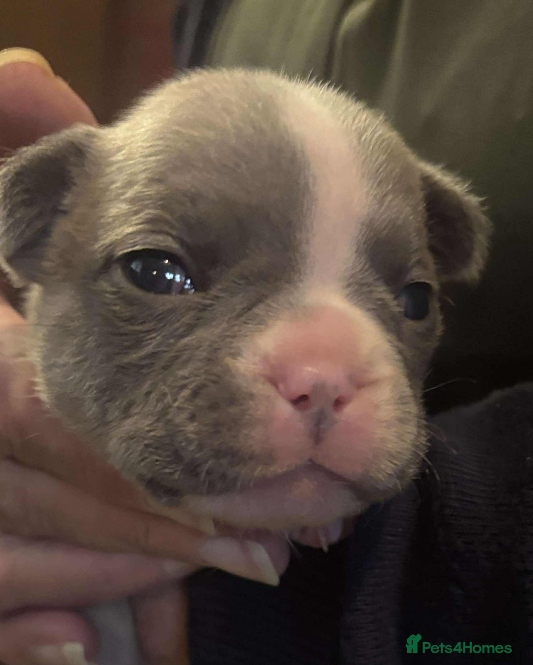 French Bulldog dogs for sale: Kc registered french bulldog puppies - Image 22