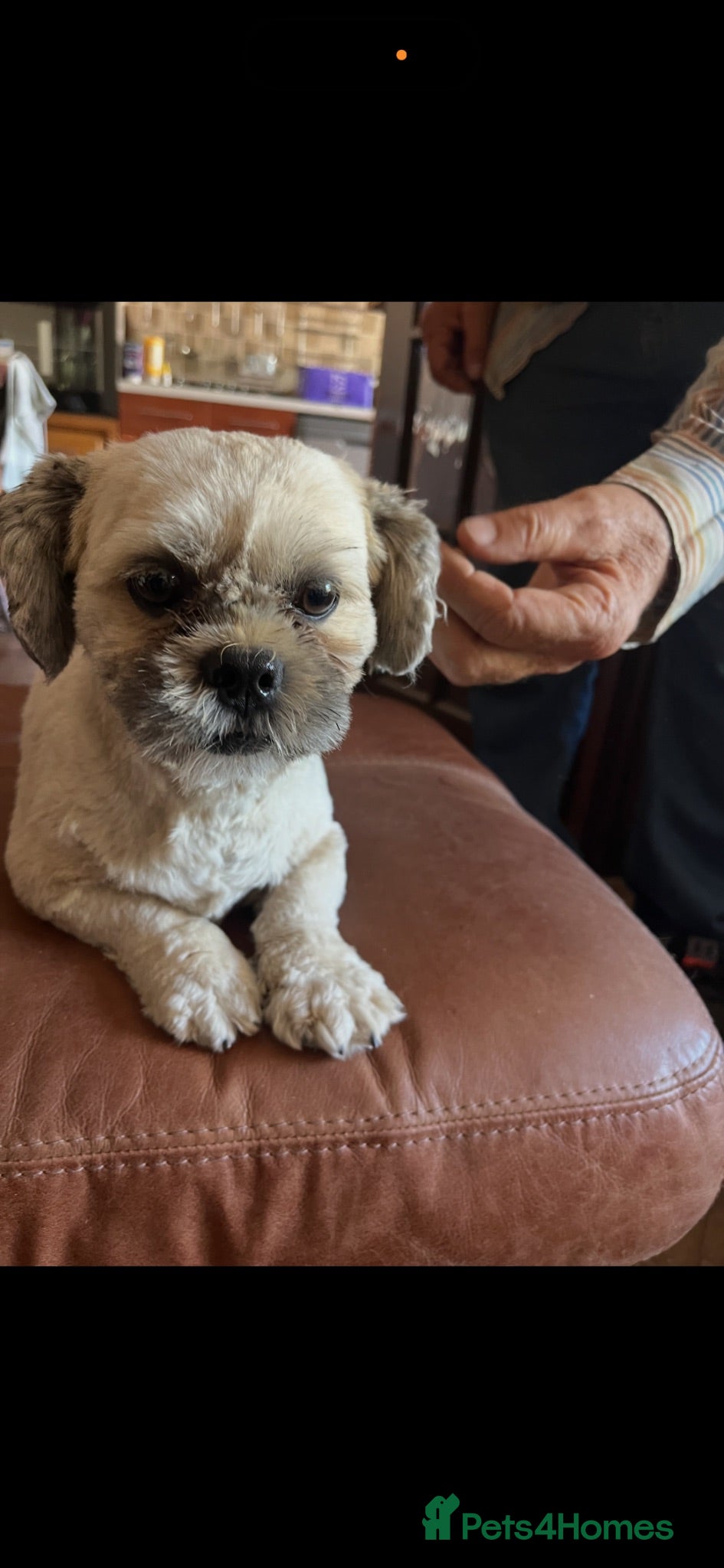 Lhasapoo dogs Lhasa apso cross toy poodle puppies for sale  - Advert 2