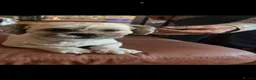 Lhasapoo dogs for sale: Lhasa apso cross toy poodle puppies for sale  - Advert 2