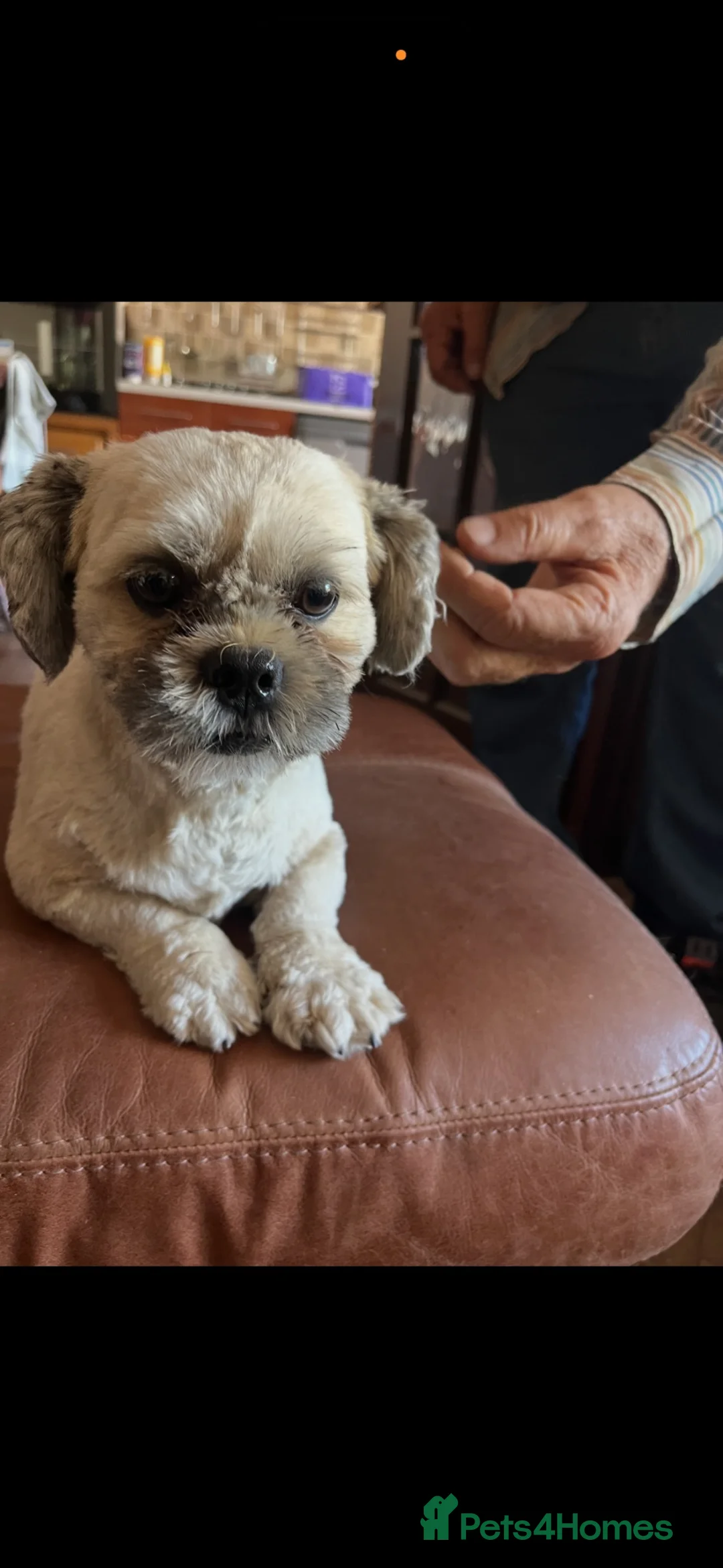 Lhasapoo dogs for sale: Lhasa apso cross toy poodle puppies for sale  - Advert 2