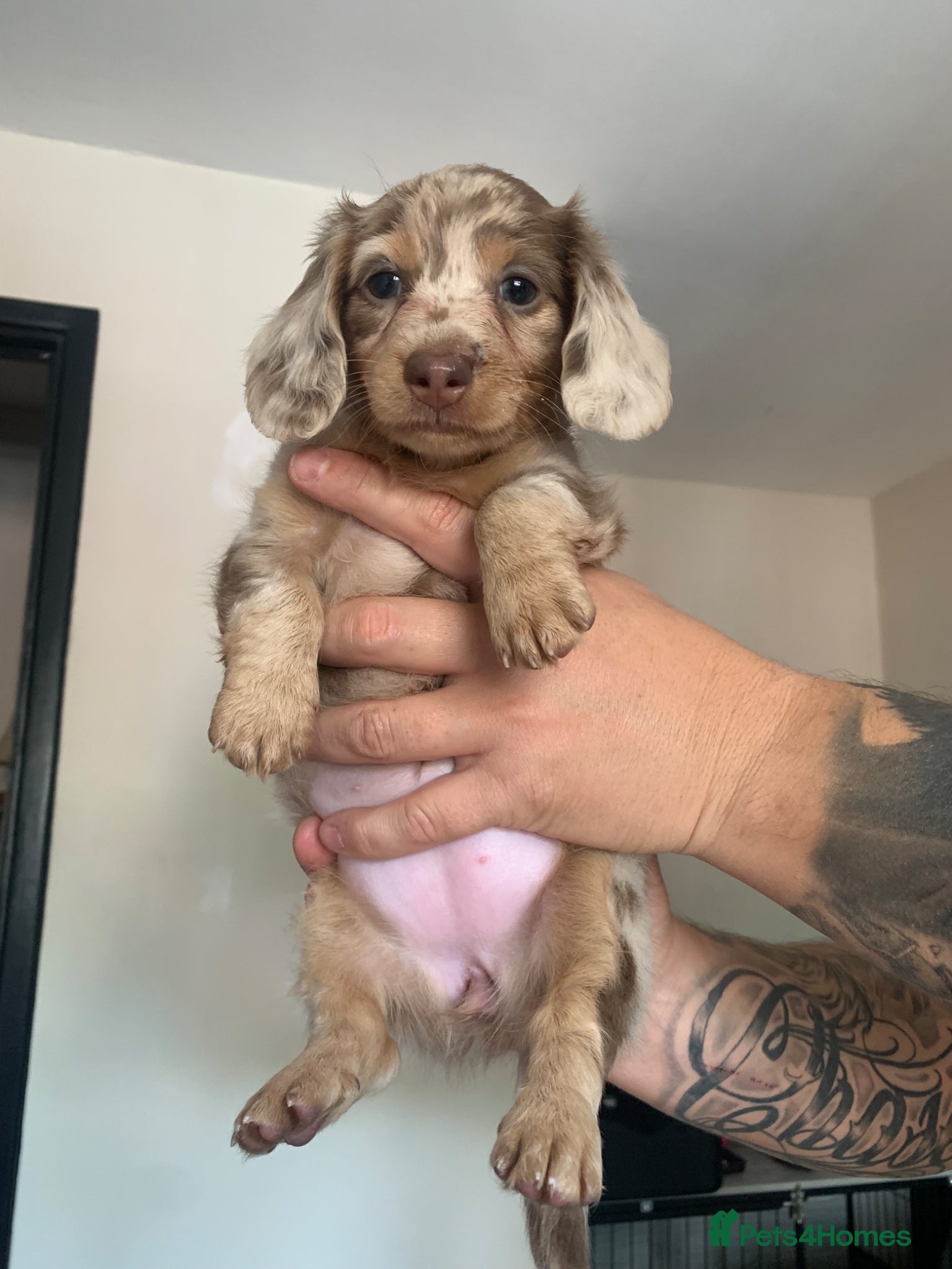 Miniature Dachshund dogs LONG HAIRED MINIATURE RUSSIAN DACHSHUNDS  - Advert 17