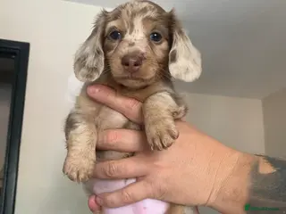 Miniature Dachshund dogs LONG HAIRED MINIATURE RUSSIAN DACHSHUNDS - Advert 1