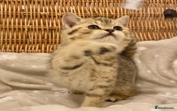 British Shorthair cats for sale: 🧸EXCEPTIONAL QUALITY PURE BREED BSH TEDDY BEARS🧸 - Advert 4