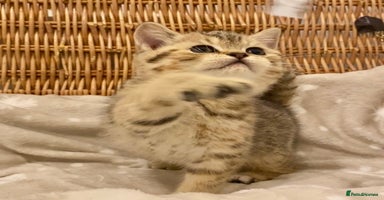 British Shorthair cats 🧸EXCEPTIONAL QUALITY PURE BREED BSH TEDDY BEARS🧸 - Advert 3