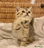 British Shorthair cats 🧸EXCEPTIONAL QUALITY PURE BREED BSH TEDDY BEARS🧸 - Advert 3