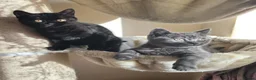British Shorthair cats for sale: British shorthair kittens  - Advert 10