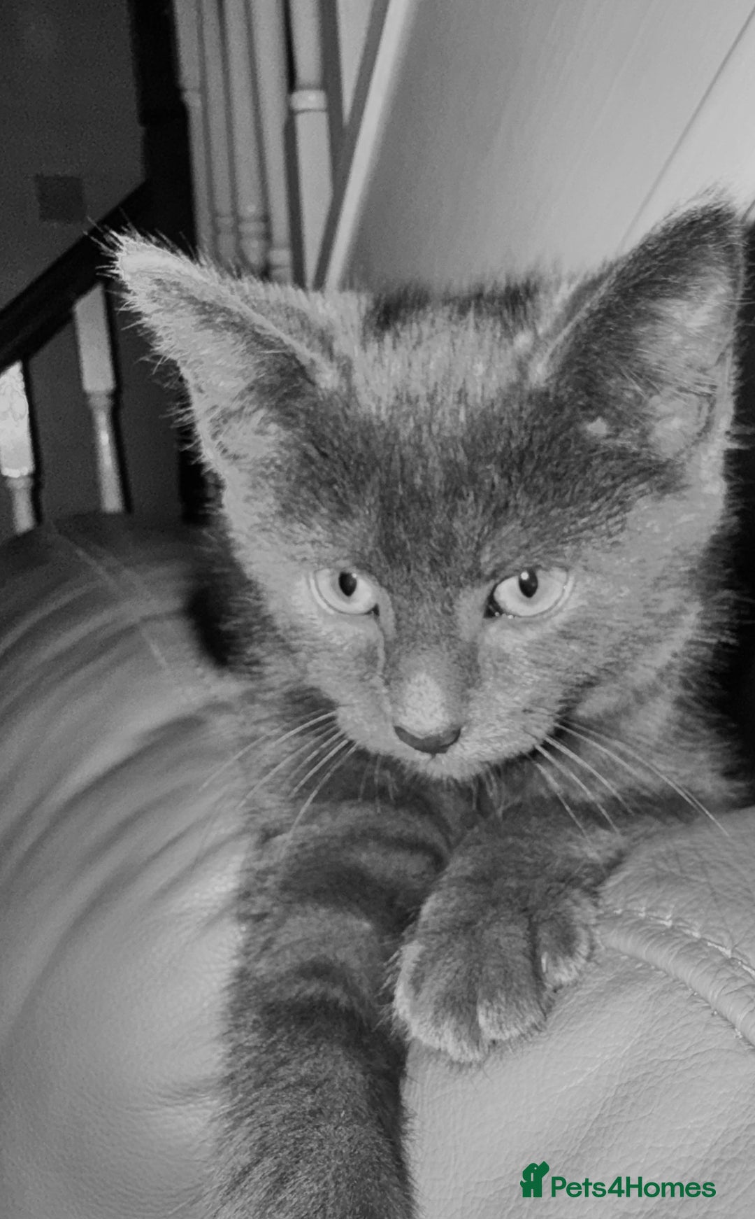 Russian Blue cats for sale: Russian Blue Male Kitten  - Advert 5