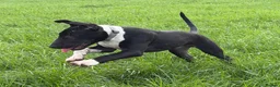 English Bull Terrier dogs for sale: English Bull Terrier  - Advert 4