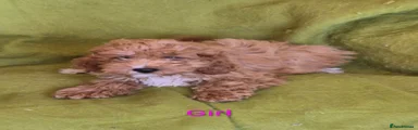 Cavapoo 3