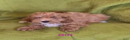 Cavapoo dogs for sale: Beautiful Cavapoo Puppies  - Advert 8