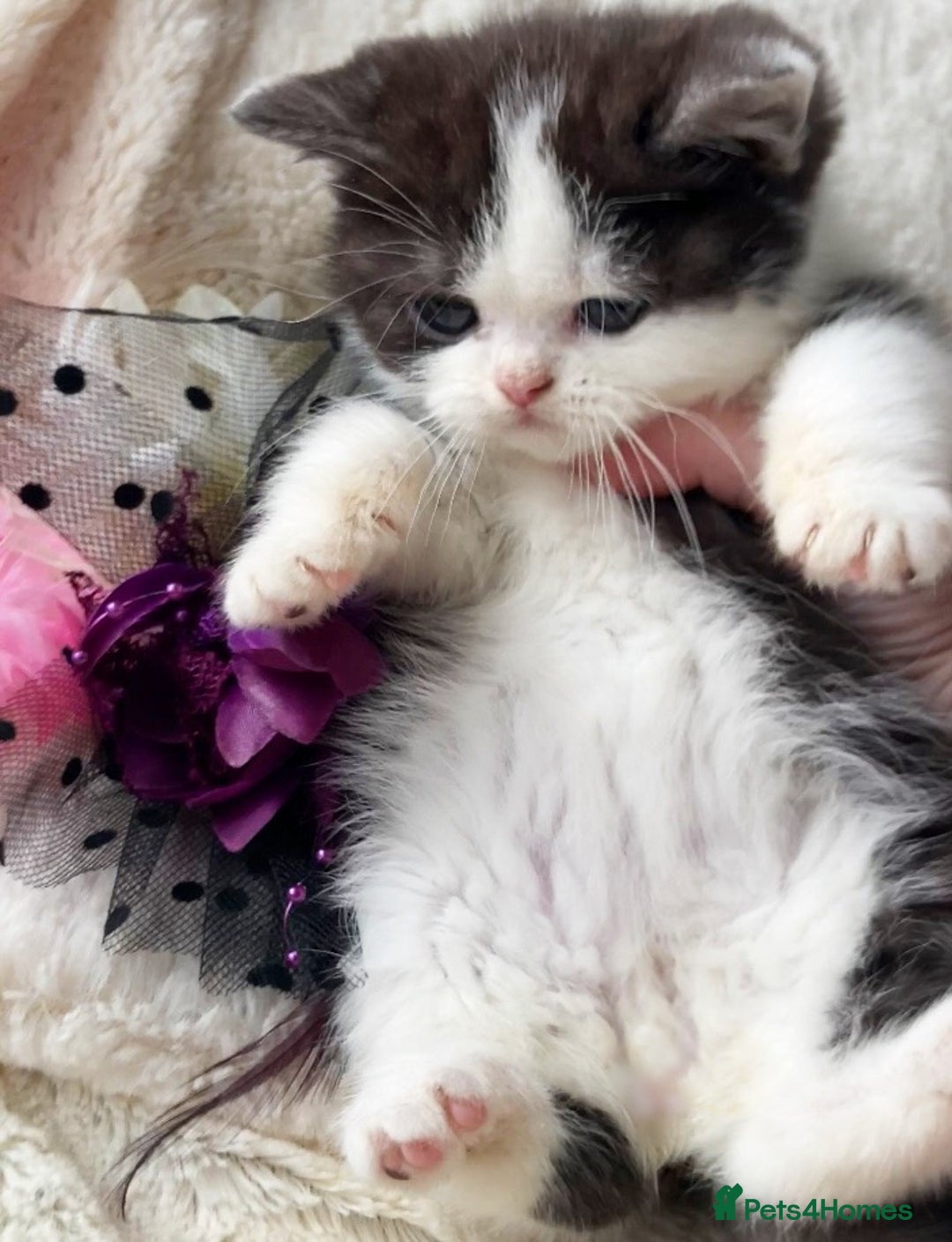 British Shorthair cats for sale: Gorgeous British Shorthairs TICA Registered - Advert 12