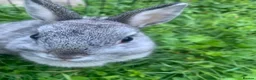 Netherland Dwarf rabbits for sale: URGENT 1 LEFT - Advert 17