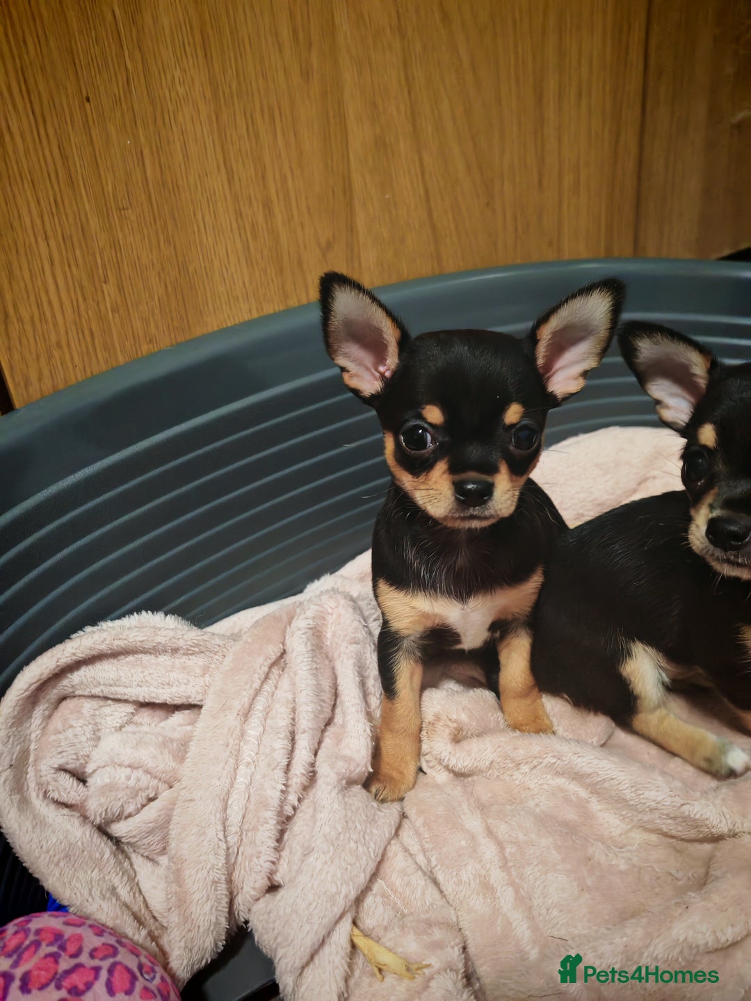 Chihuahua dogs for sale: Tiny chihuahua's  - Image 4