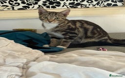 Bengal cats for sale: Bengal marble cross  - Image 2
