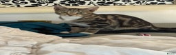 Bengal cats for sale: Bengal marble cross  - Advert 2