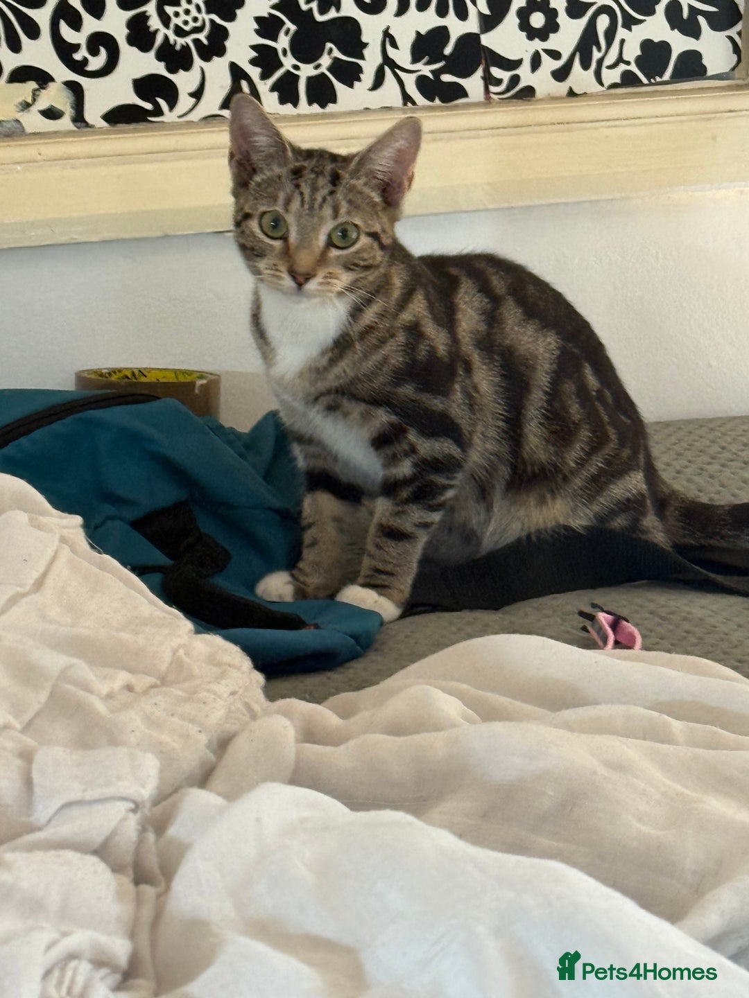 Bengal cats for sale: Bengal marble cross  - Image 2