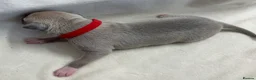 Whippet dogs for sale: Beautiful whippet puppies  - Advert 15