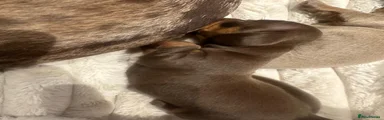 Miniature Dachshund 5