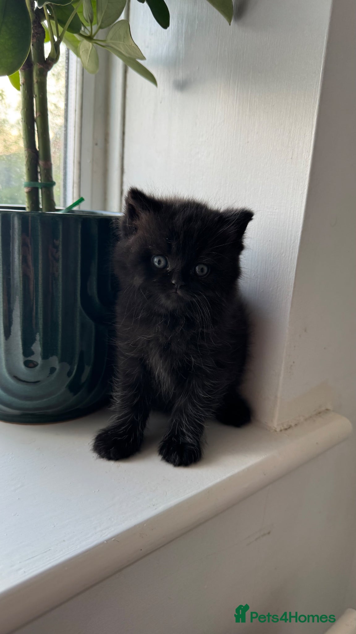 British Shorthair cats British short hair kitten - Advert 12