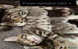 Mixed Breed cats for sale: Lovely Kittens 🤎 Grey 200, Tabby 130 - Image 10
