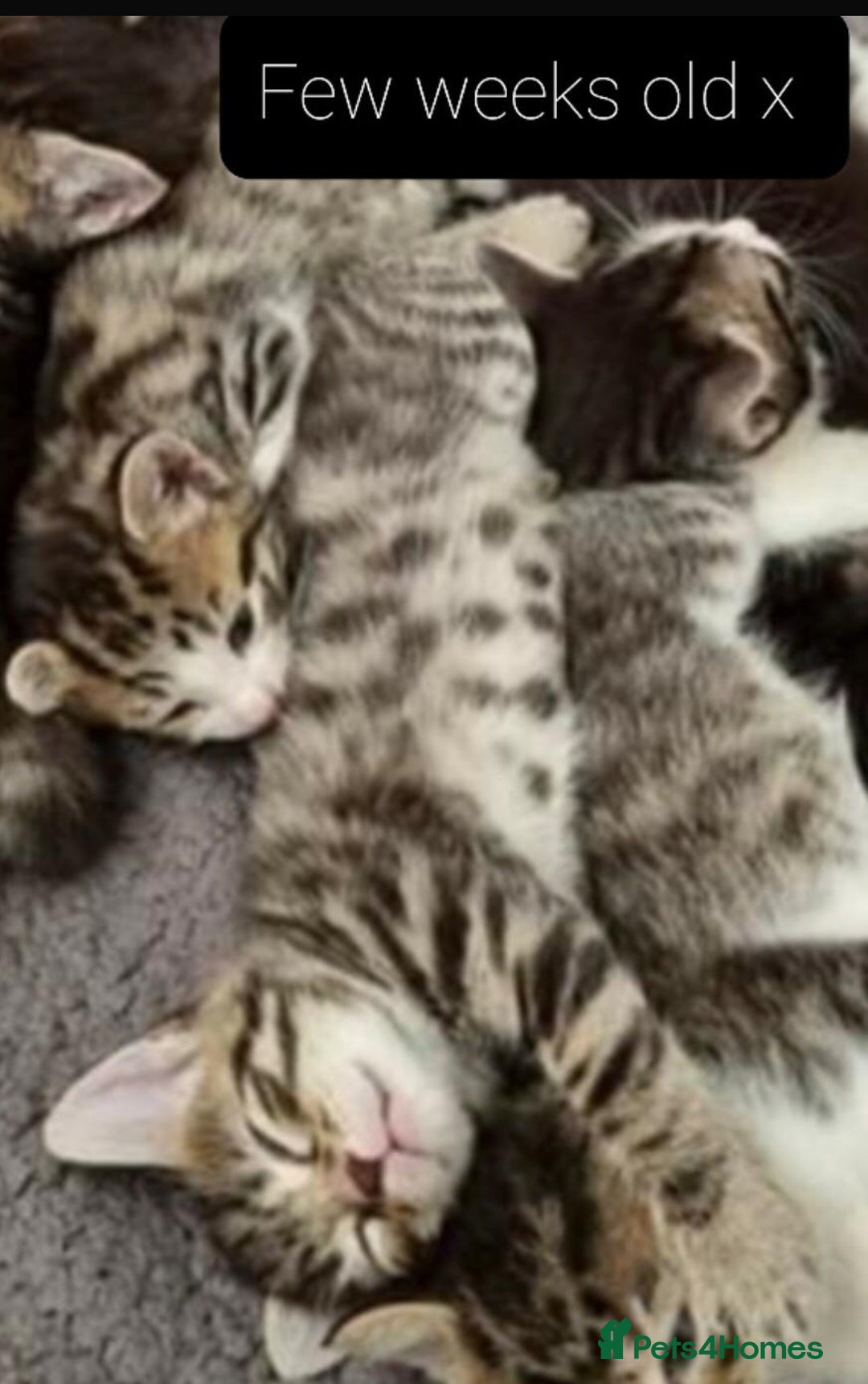 Mixed Breed cats for sale: Lovely Kittens 🤎 Grey 200, Tabby 130 - Image 10