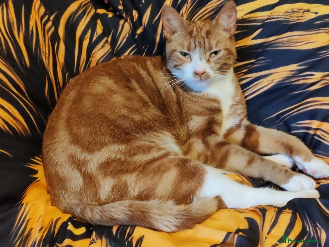 British Shorthair cats for sale: This is Ginnie  - Advert 1