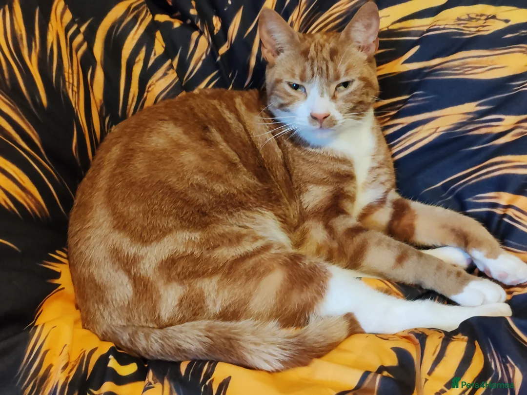 British Shorthair cats for sale: This is Ginnie  - Advert 1