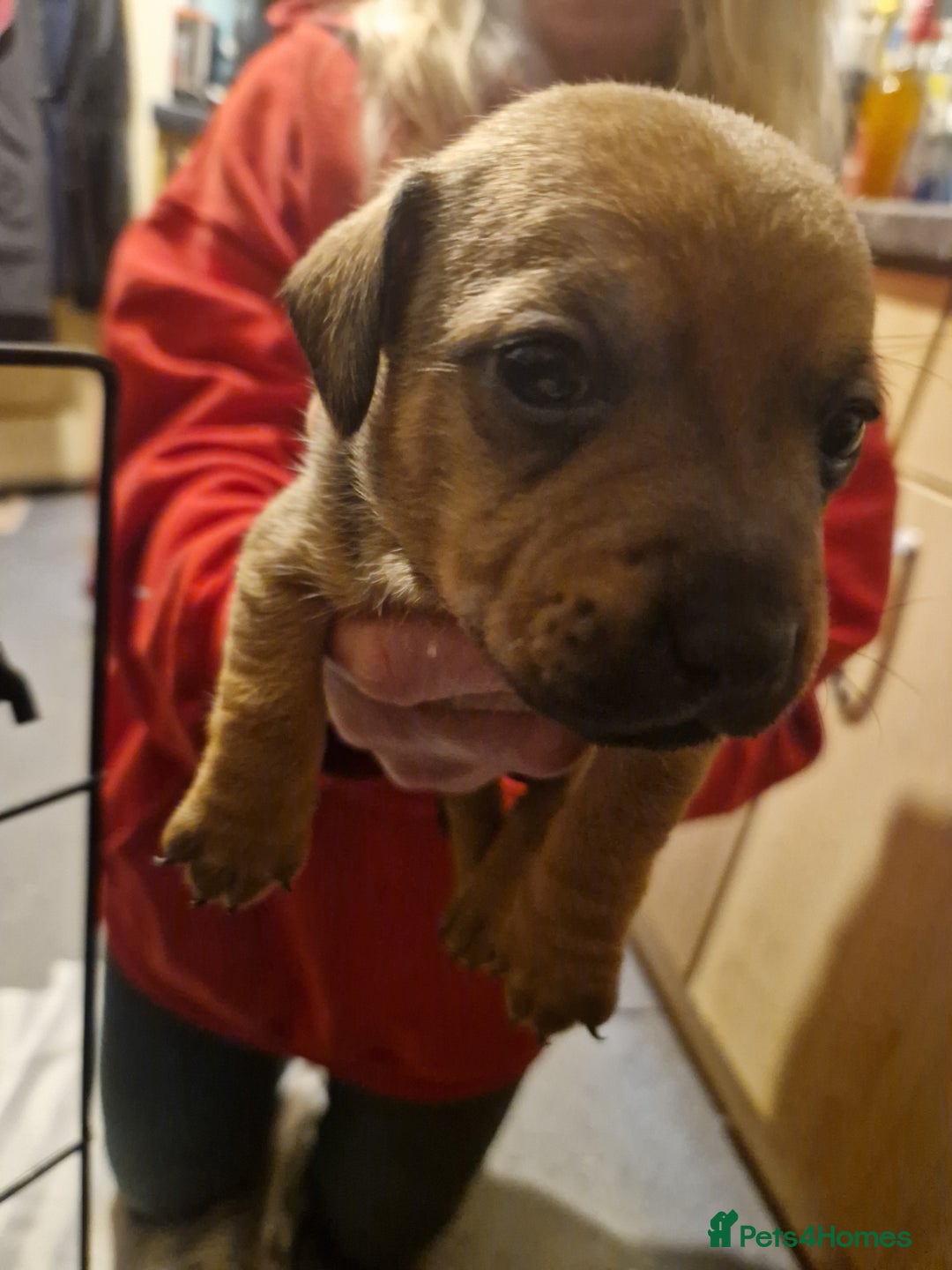 Mixed Breed dogs for sale: Staffy X Miniature Dachsund Puppies - Advert 27