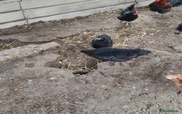 Chickens poultry for sale: Pulletts  - Image 2