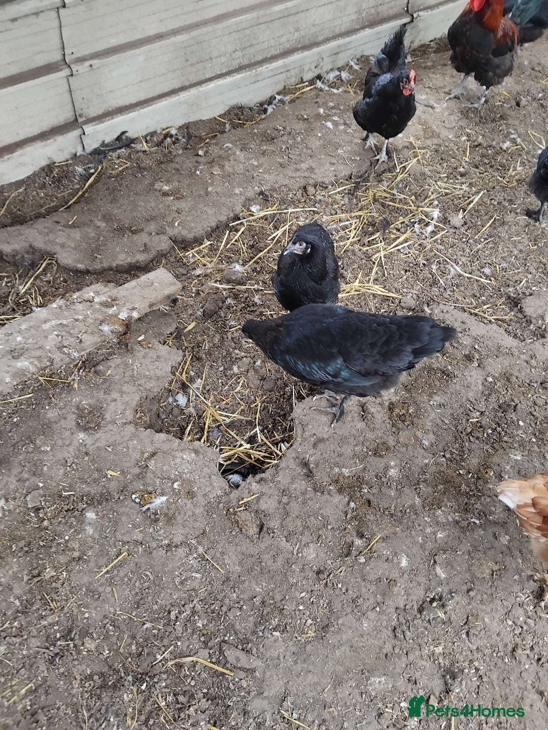 Chickens poultry for sale: Pulletts  - Image 2