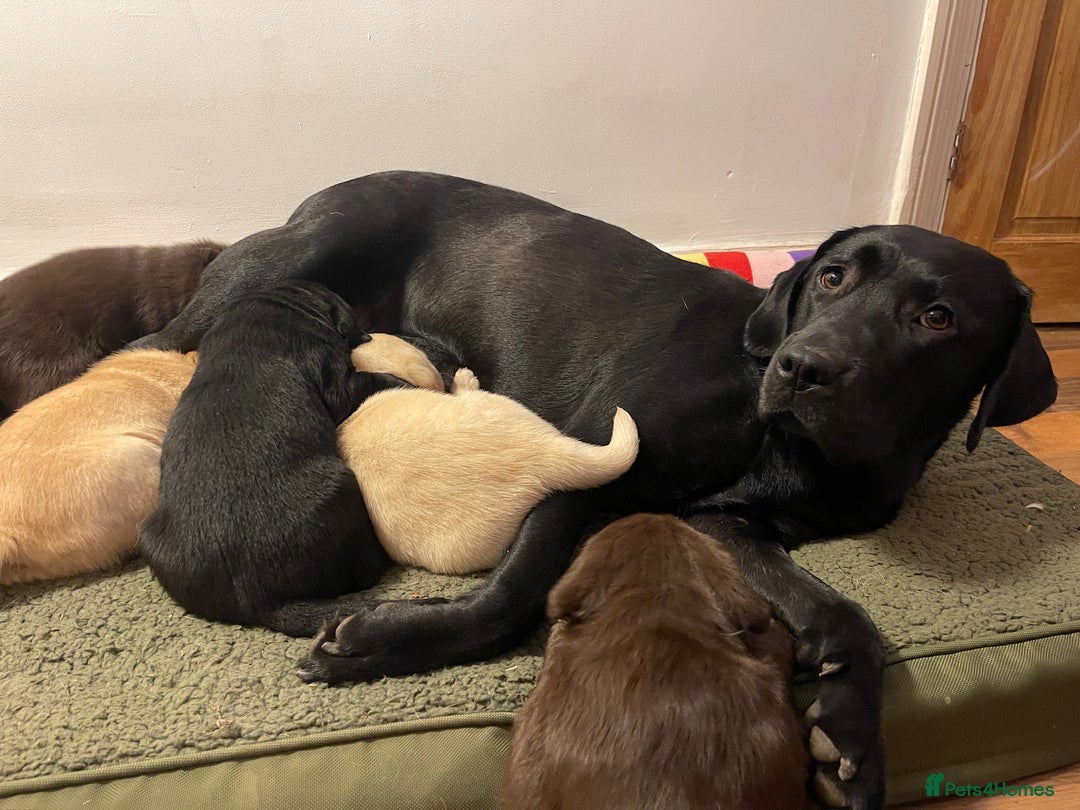 Labrador Retriever dogs for sale: Chunky Labrador Puppies (3 Girls & 2 Boys) - Advert 10