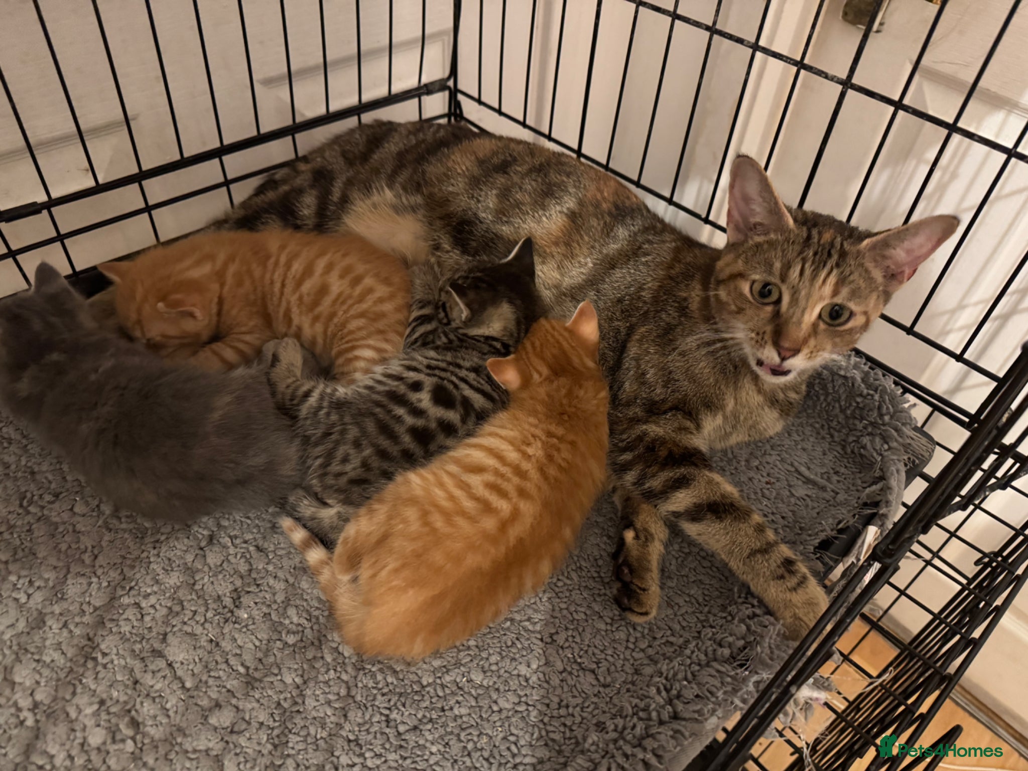 American Shorthair cats for sale: Ready To Leave Today please read full advert pleas - Advert 28