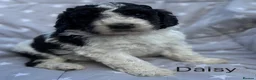 Bernedoodle dogs for sale: Bernedoodle puppies. F1b. Home reared, DNA tested  - Advert 23