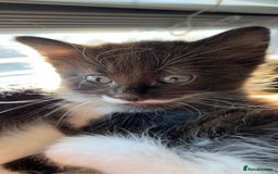 Mixed Breed cats for sale: siamese x siberian tuxedo kittens - Advert 9