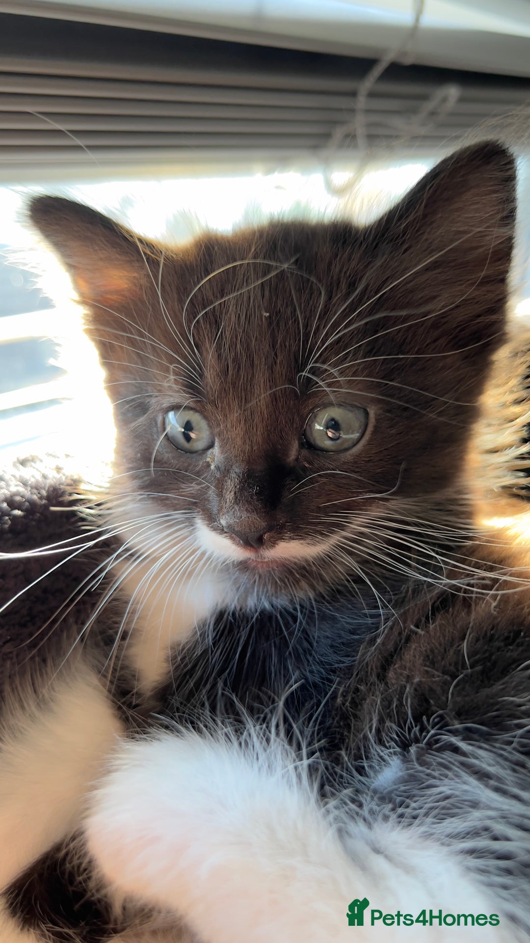 Mixed Breed cats for sale: siamese x siberian tuxedo kittens - Advert 9