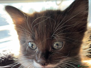 Mixed Breed cats siamese x siberian tuxedo kittens - Advert 4