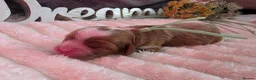 Cavalier King Charles Spaniel dogs for sale: Blenhiem cavalier king charles spaniel puppies - Advert 17
