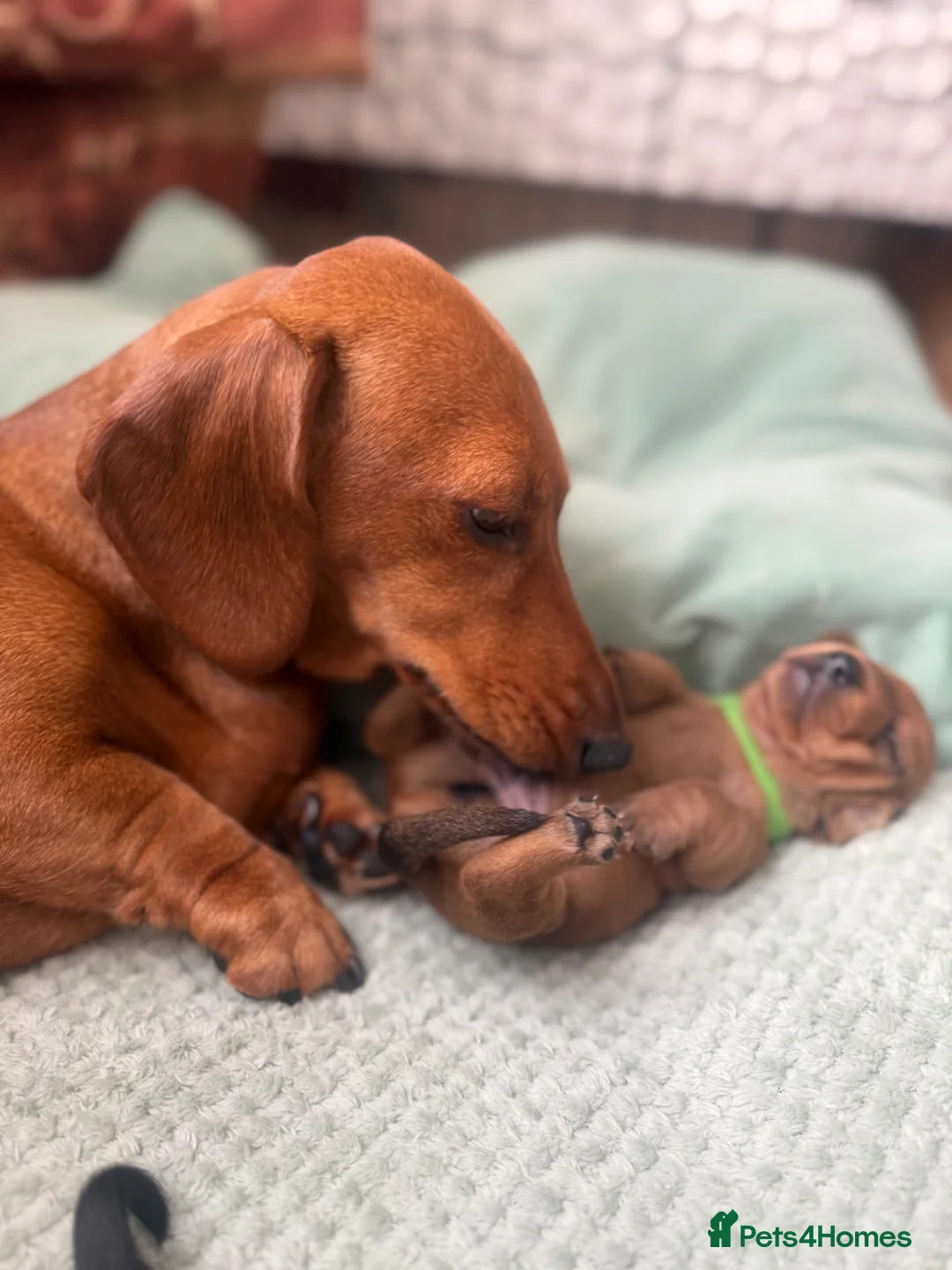 Miniature Dachshund dogs for sale: KC registered Miniature dachshunds red&shaded red - Advert 38