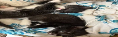 Mixed Breed 3