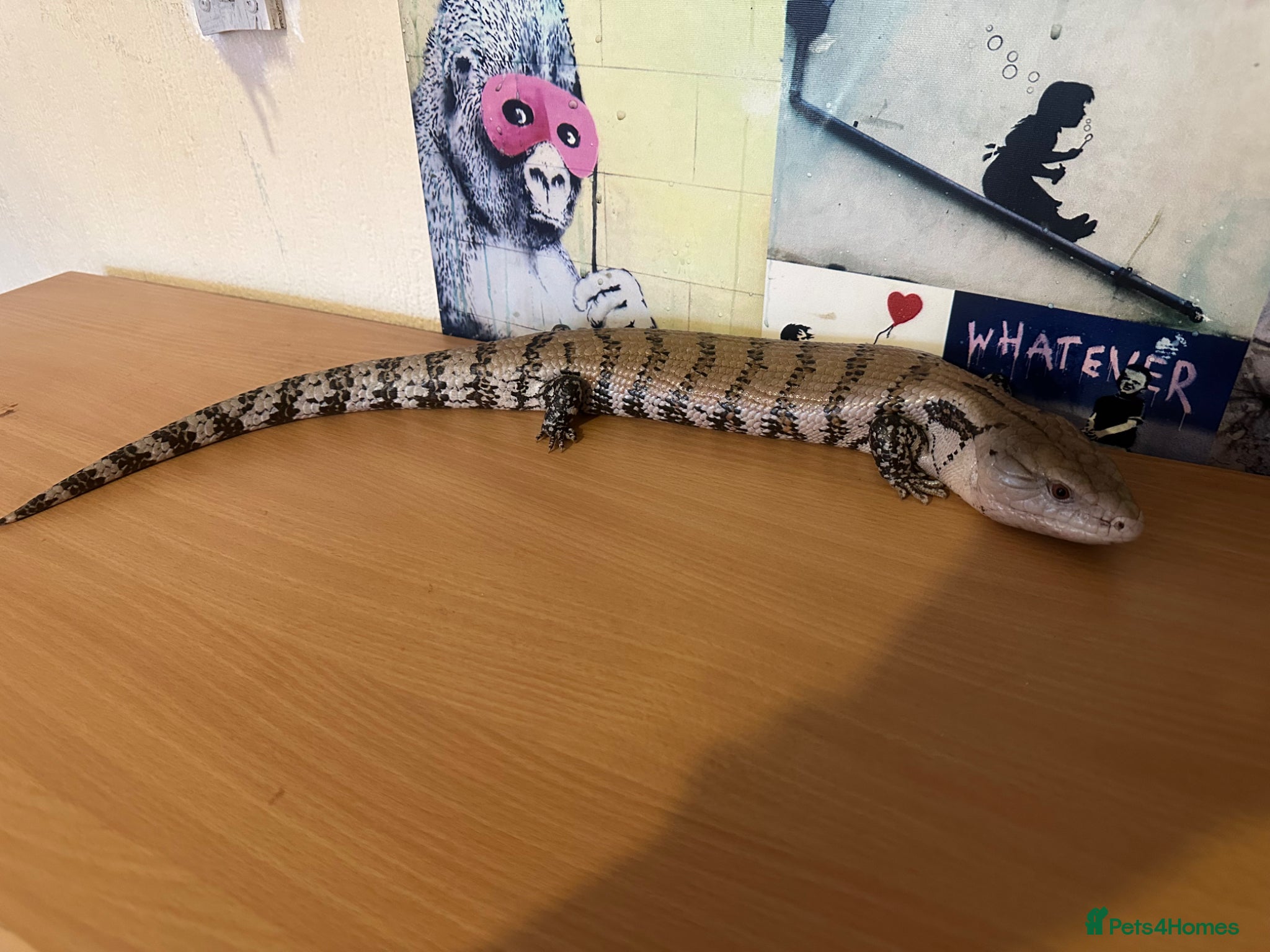 Skink reptiles for sale: Blue tounge skink - Advert 3