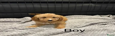 Cockapoo 1